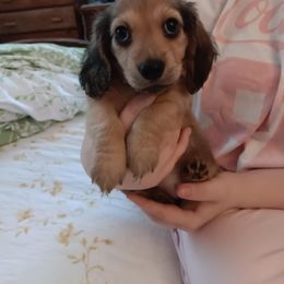 Dachshund Puppies from Western Slope English Cream Dachshund