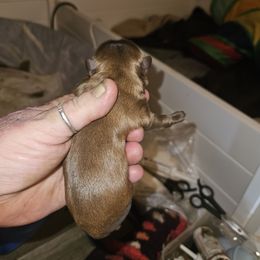 Godiva - Liver and white female Shih Tzu puppy in Cook County, Illinois from My Tzu Crew