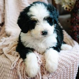 Charro - Tri-color male Bernedoodle puppy in Grove, Oklahoma from Grand Lake Poodles & Doodles