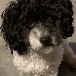 Poodles, Shihpoos, and Shih Tzus from Dandy Little  Shih Tzu, Shih Poo's and Toy Poodles
