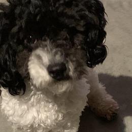 Poodles, Shihpoos, and Shih Tzus from Dandy Little  Shih Tzu, Shih Poo's and Toy Poodles