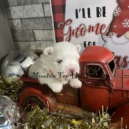 Coop collar red - White male Maltese puppy in Taylorsville, North Carolina from Mountain Top Hot Tailz