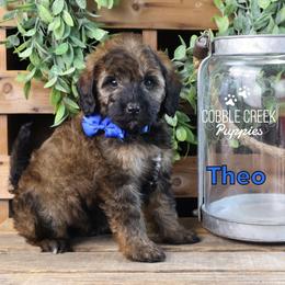 Theo - Sable male Bernedoodle puppy in Heyworth, Illinois from Cobble Creek Puppies