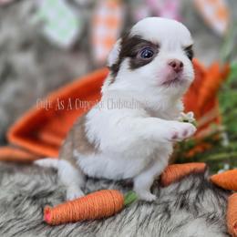 Pancake 4500 - Chocolate and tan male Chihuahua puppy in Piqua, Kansas from Cute As A Cupcake Chihuahuas