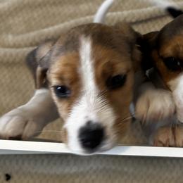Beagles from Monica Rubianes