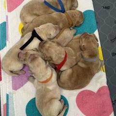 Girl 2 - Yellow female Labrador Retriever puppy in Cutler, Indiana from Woodstock Retrievers