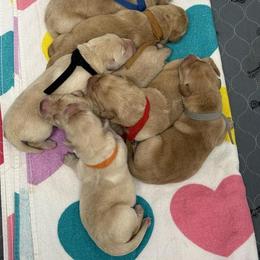 Girl 2 - Yellow female Labrador Retriever puppy in Cutler, Indiana from Woodstock Retrievers