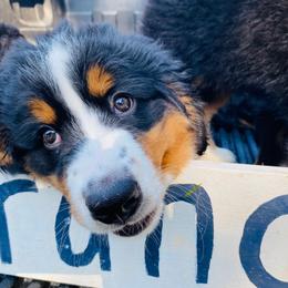 Bernese Mountain Dog Puppies from Rooted Branch Farm