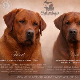 Labrador Retriever puppies from Matoskah Meadows Labradors