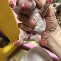 Girl 2 - Cream and white Chihuahua puppy in Matensdale, Iowa from Tammy's Chihuahuas