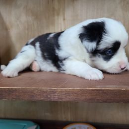 Miniature Australian Shepherd and Toy Australian Shepherd Puppies from Beasley Acres Aussies
