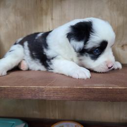 Miniature Australian Shepherd and Toy Australian Shepherd Puppies from Beasley Acres Aussies