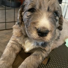 Bernedoodle and Bernese Mountain Dog Puppies from Brentwood Berners