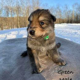 Green DL - Sable male German Shepherd puppy in Terra Alta, West Virginia from Shepherd Country Farm and Kennels