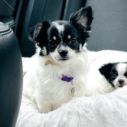 Pippa - Chihuahua