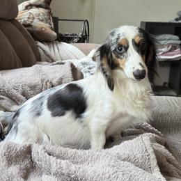 Daphne - Dachshund