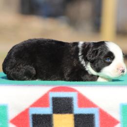 Nashville - Black & white male Miniature Australian Shepherd puppy in Quapaw, Oklahoma from Rocky Hill Aussies