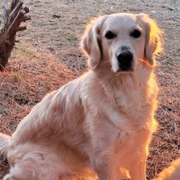 Golden Retrievers from Sande's Golden Acres