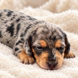 Girl 1 - Dapple female Dachshund puppy in Jackson, Mississippi from Doxies Galore