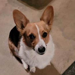 Reba - Pembroke Welsh Corgi