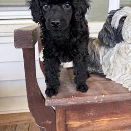 Mimi - Black female Poodle puppy in Monetta, South Carolina from Moonrise Poodles