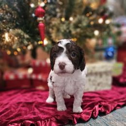 Rabbit - Chocolate male Cavapoo puppy in Newdale, Idaho from Canyon Creek Puppies