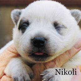 Nikoli - Red speckled male Australian Cattle Dog puppy in Redding, California from Lone Pine Kennel