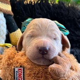 Prince Naveen - Cream male Goldendoodle puppy in Puyallup, Washington from Dawnie’s Doodles