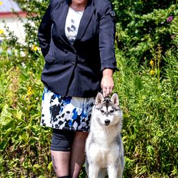 Siberian Huskies from Dreamscape Siberians
