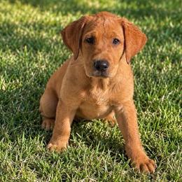 Rita - Yellow female Labrador Retriever puppy in Quinlan, Texas from Wright Way Retrievers