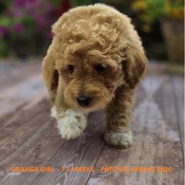 Orange Girl - Apricot female Goldendoodle puppy in Coppell, Texas from Bethel Stream Goldendoodles