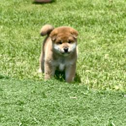 Poncho - Red male Shiba Inu puppy in Milton, Florida from Moonlight Shibas