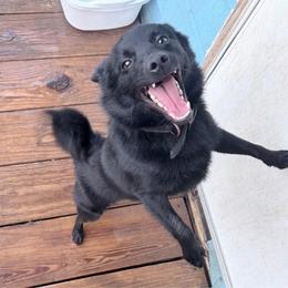 Schipperke puppies from Melissa Davis