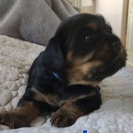 Bliss - Black and tan male Cavalier King Charles Spaniel puppy in Rockville, Maryland from Skais the Limit Cavaliers