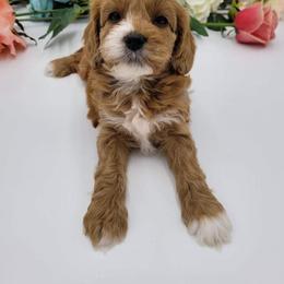 Aussiedoodle, Cavapoo, and Poodle Puppies from Perkins Pups