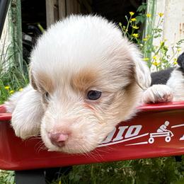 Dolly - Red merle female Australian Shepherd puppy in New Houlka, Mississippi from Skuna River Ranch
