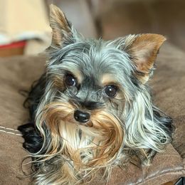 Valaria - Yorkshire Terrier