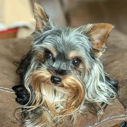 Valaria - Yorkshire Terrier