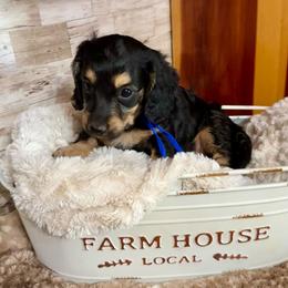 Grumpy - Black and cream male Dachshund puppy in Atwood, Oklahoma from Holder’s Doxie Farm