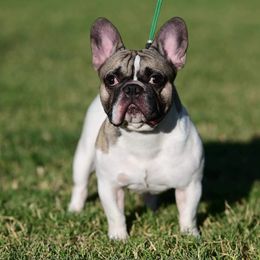 Zeus - French Bulldog