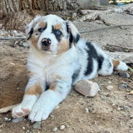 Butch - Blue merle male Australian Shepherd puppy in Preston, Idaho from KC Bar Ranch Aussies