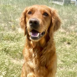 Mylee - Golden Retriever
