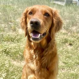 Mylee - Golden Retriever