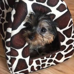 French Bulldogs and Yorkshire Terriers from Bijoux Babies of NJ