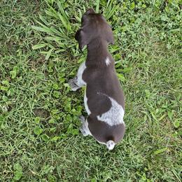 German Shorthaired Pointer Puppies from Erin McGhee