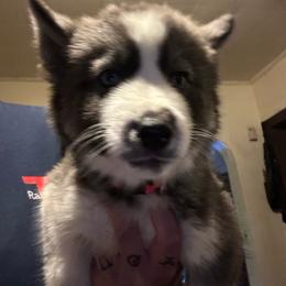 Black or agouti pink female - Black female Siberian Husky puppy in Wheeling, West Virginia from Powells Huskies