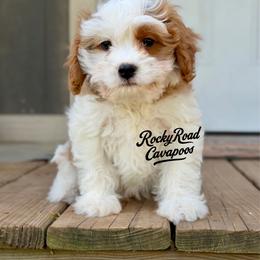 Button - Blenheim male Cavapoo puppy in Nashville, Arkansas from Rocky Road Puppies
