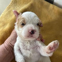 Georgia - Blenheim female Cavapoo puppy in Arabi, Georgia from Huckadoodle Farm