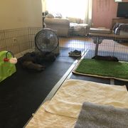 Leonberger Puppies from Tipping Point Leonbergers
