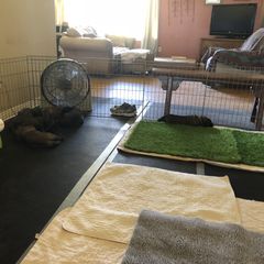 Leonberger Puppies from Tipping Point Leonbergers